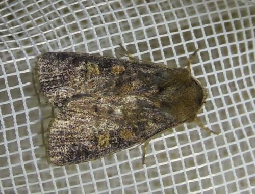 Réf. 268 607 : Xestia xanthographa
